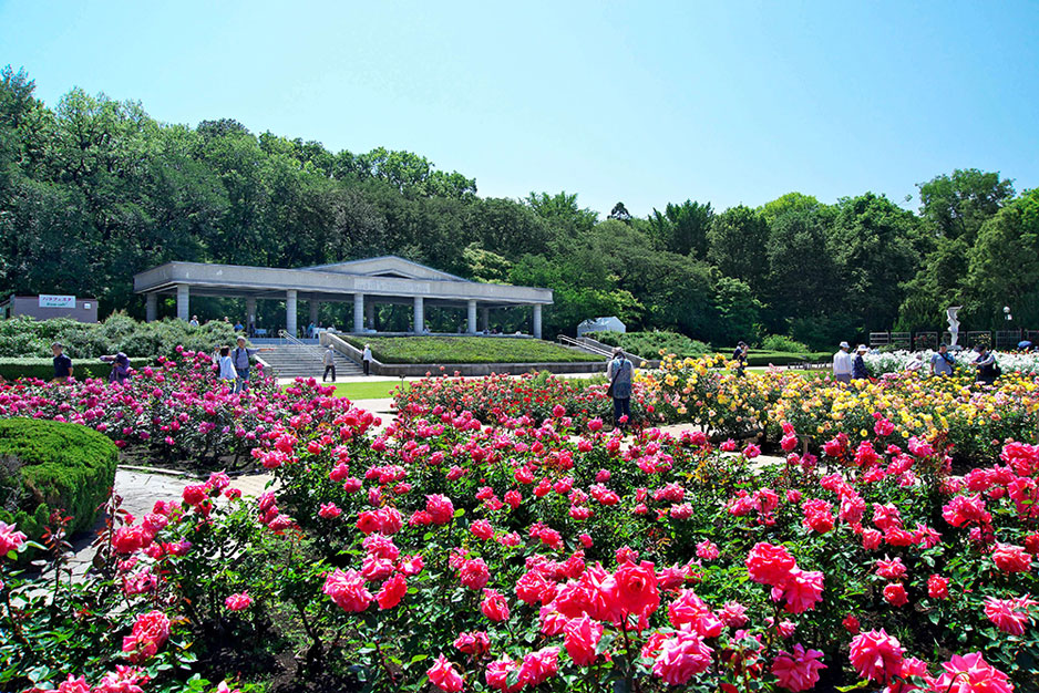 第1階層③（公園庭園植物園②（神代植物公園-バラ園と大温室-春02-2013）